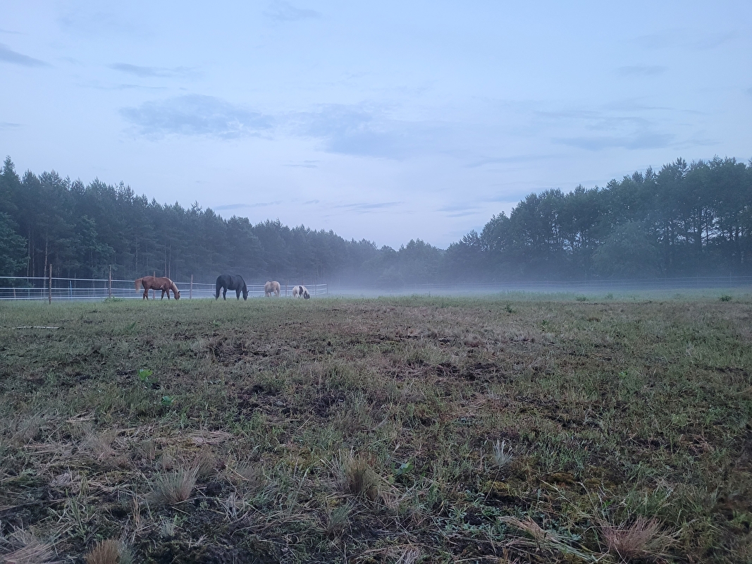Stajnia Szczęśliwe Kopytko - zdjęcie 11