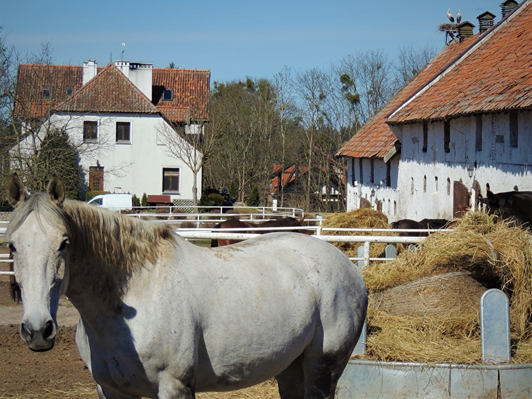 Stadnina Koni Kierzbuń - zdjęcie 33
