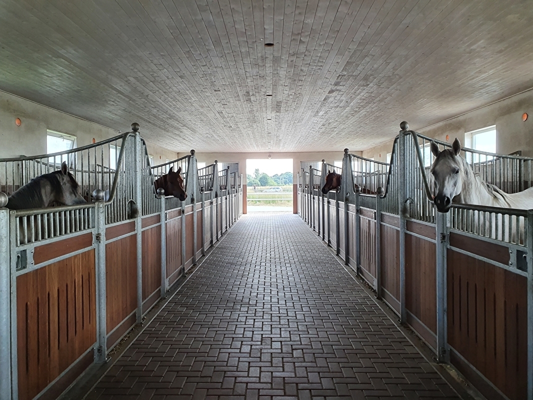 Koronowo Arabian Stud - zdjęcie 1