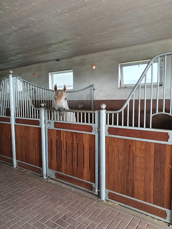Koronowo Arabian Stud - zdjęcie 3