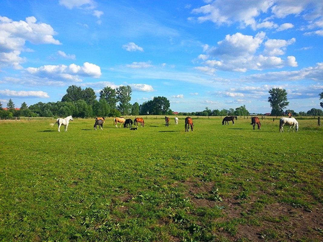 Gospodarstwo Agroturystyczne Mustang - zdjęcie 7