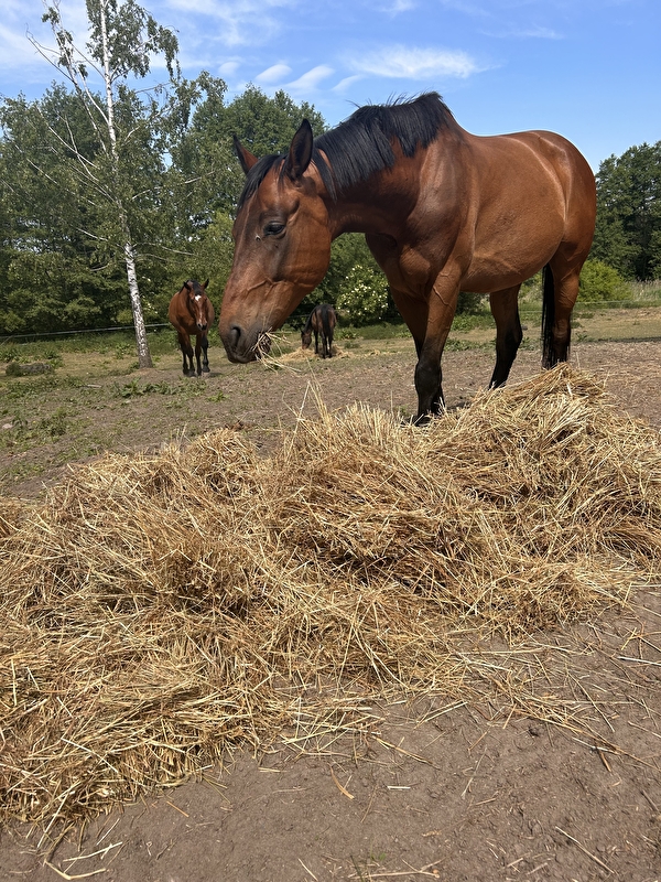 Horse Haven - zdjęcie 1