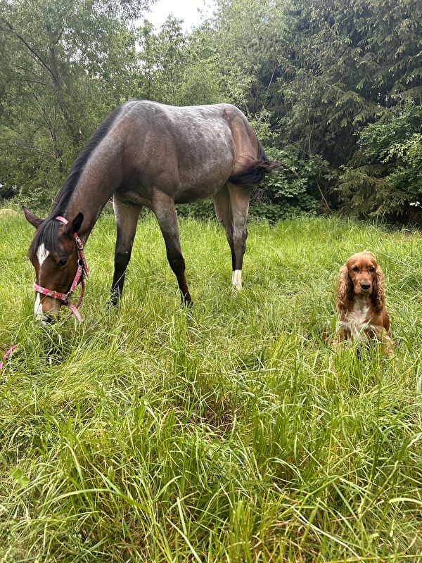 Horse Haven - zdjęcie 2