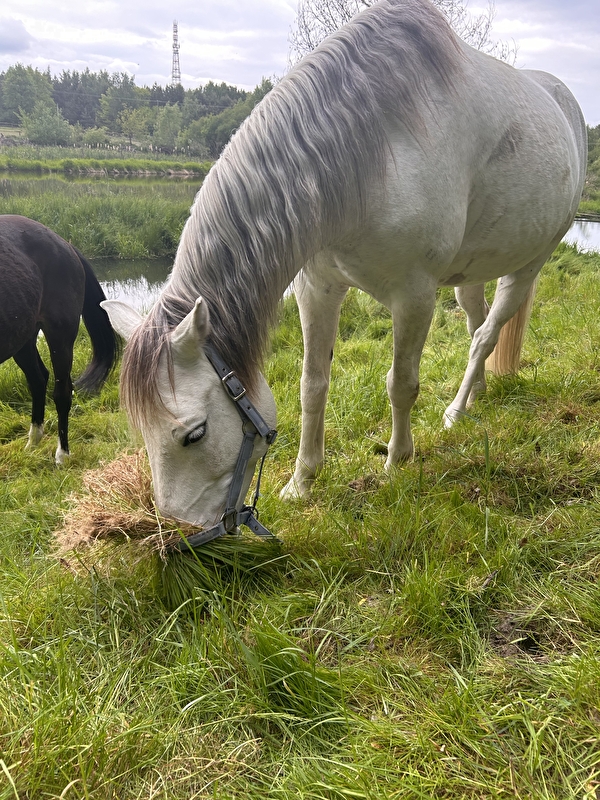 Horse Haven - zdjęcie 3