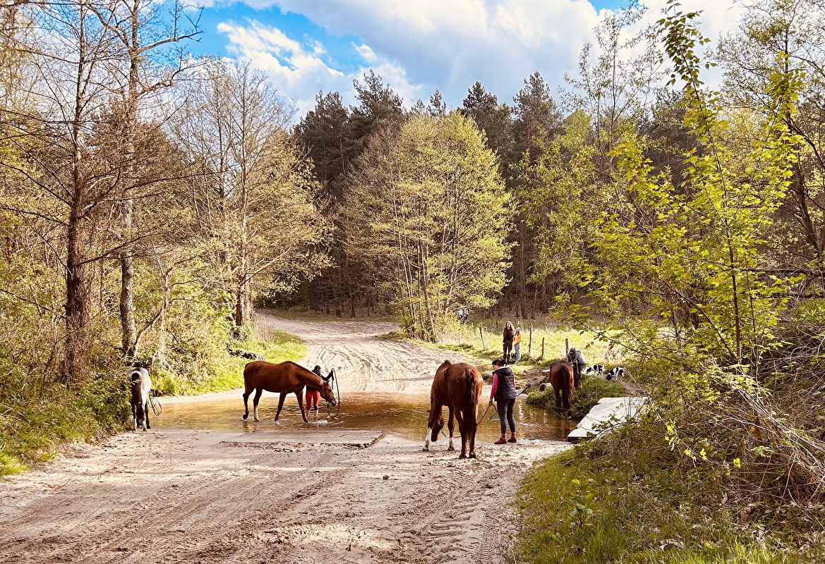 Horse Haven - zdjęcie 5