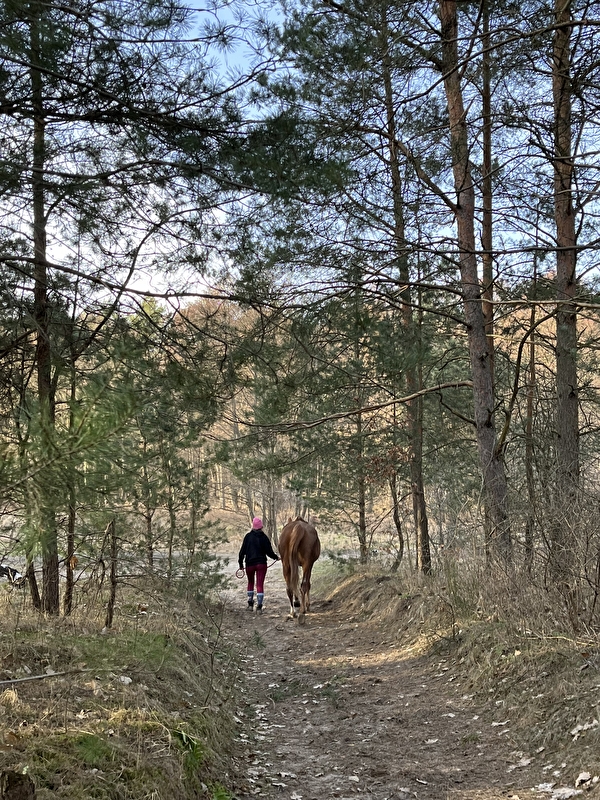 Horse Haven - zdjęcie 7