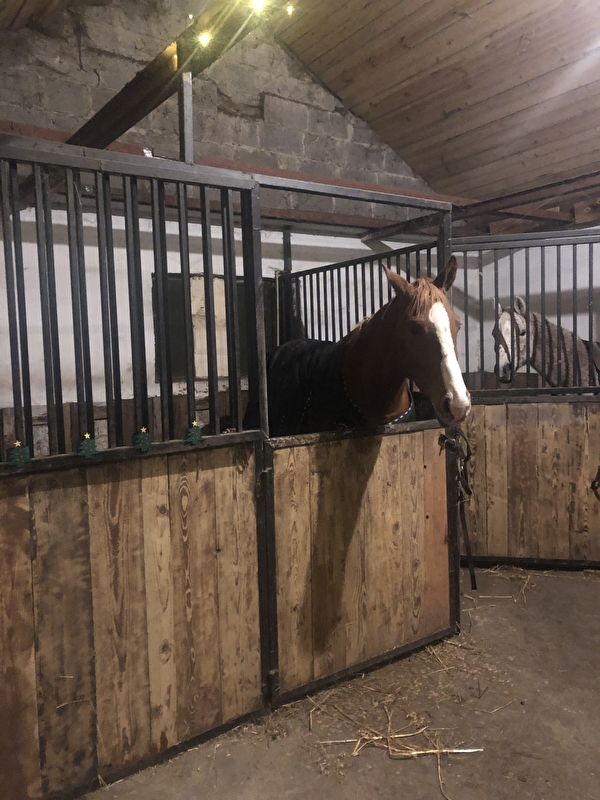 Horse Haven - zdjęcie 12