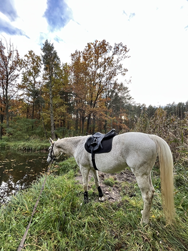 Horse Haven - zdjęcie 13