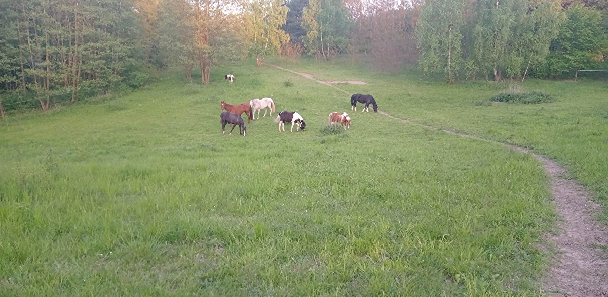 Stajnia Konie na Truskach - zdjęcie 3