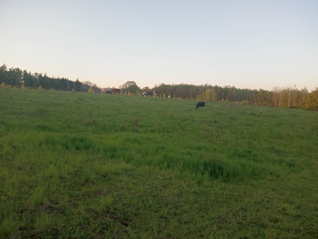 Stajnia Konie na Truskach - zdjęcie 5